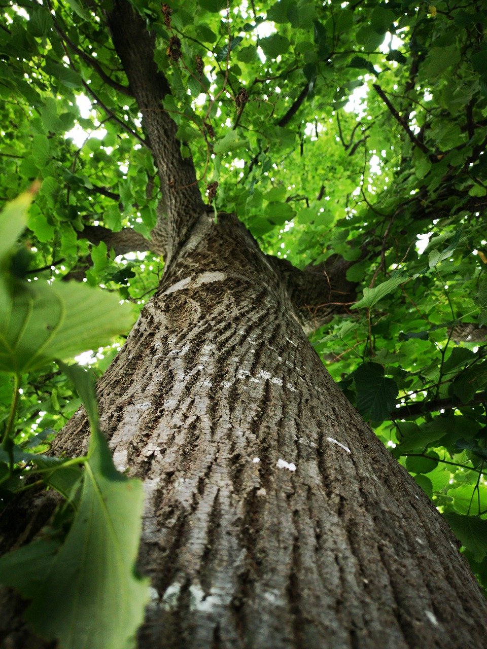 tree, leaves, nature